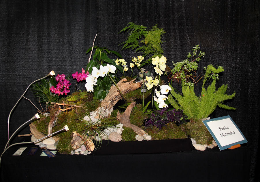 Exhibit your orchids Ottawa Orchid Society