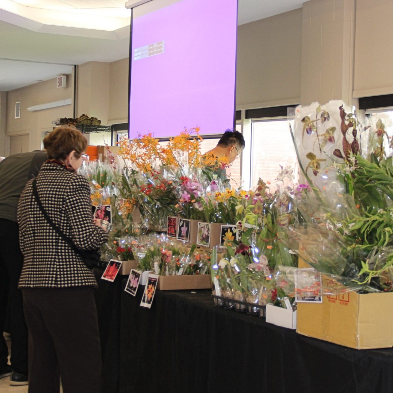 For Orchidophilia - Visit the Show page