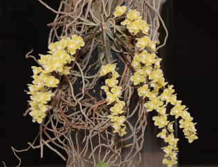 Chiloschista parishii