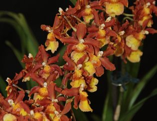 Close up, Miltonidium Guann Shin Rouge ‘Ruby’