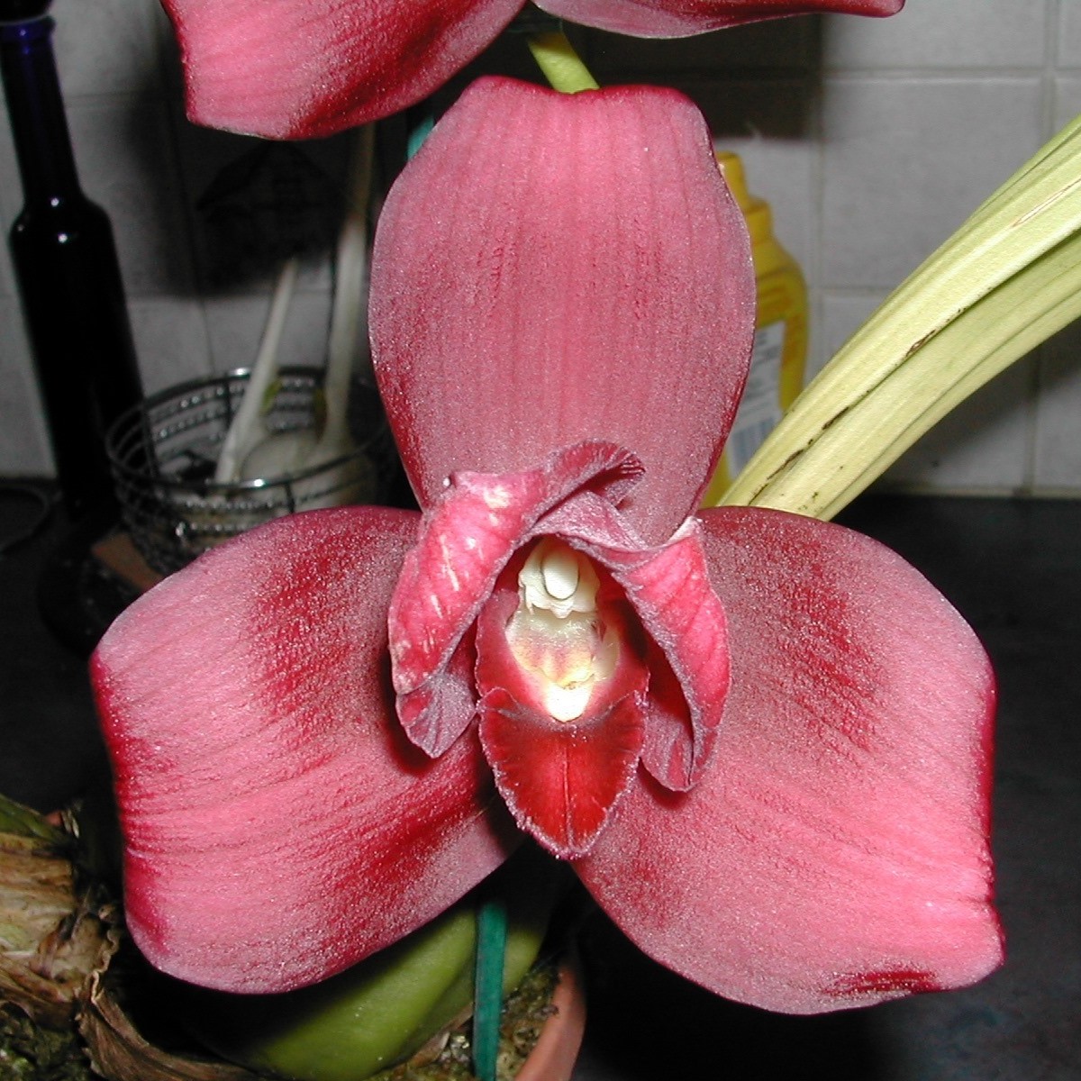 OrchidsInOurTropics